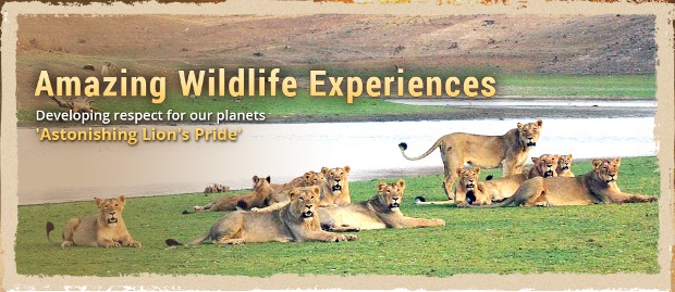 Gir National Park with Exotic Beaches of Diu 