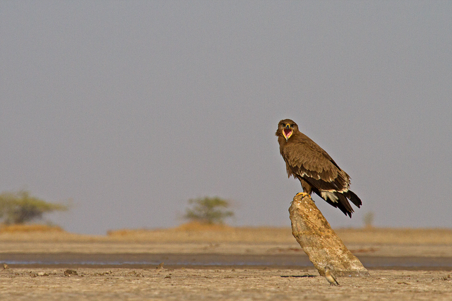 Little Rann of Kutch 