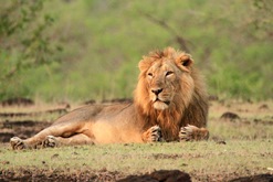 Gir National Park with Exotic Beaches of Diu 